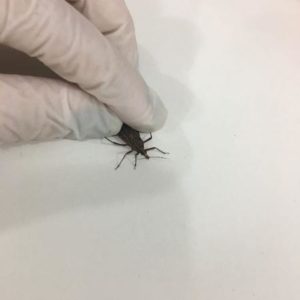 Leia mais sobre o artigo Barbeiros infestam estado, crescem na Grande São Paulo e disparam alerta