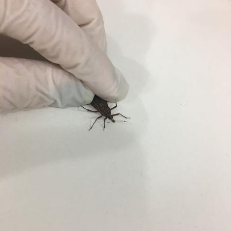 Leia mais sobre o artigo Barbeiros infestam estado, crescem na Grande São Paulo e disparam alerta