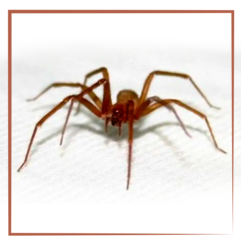 Домашние пауки кусаются. Укус коричневого паука отшельника.